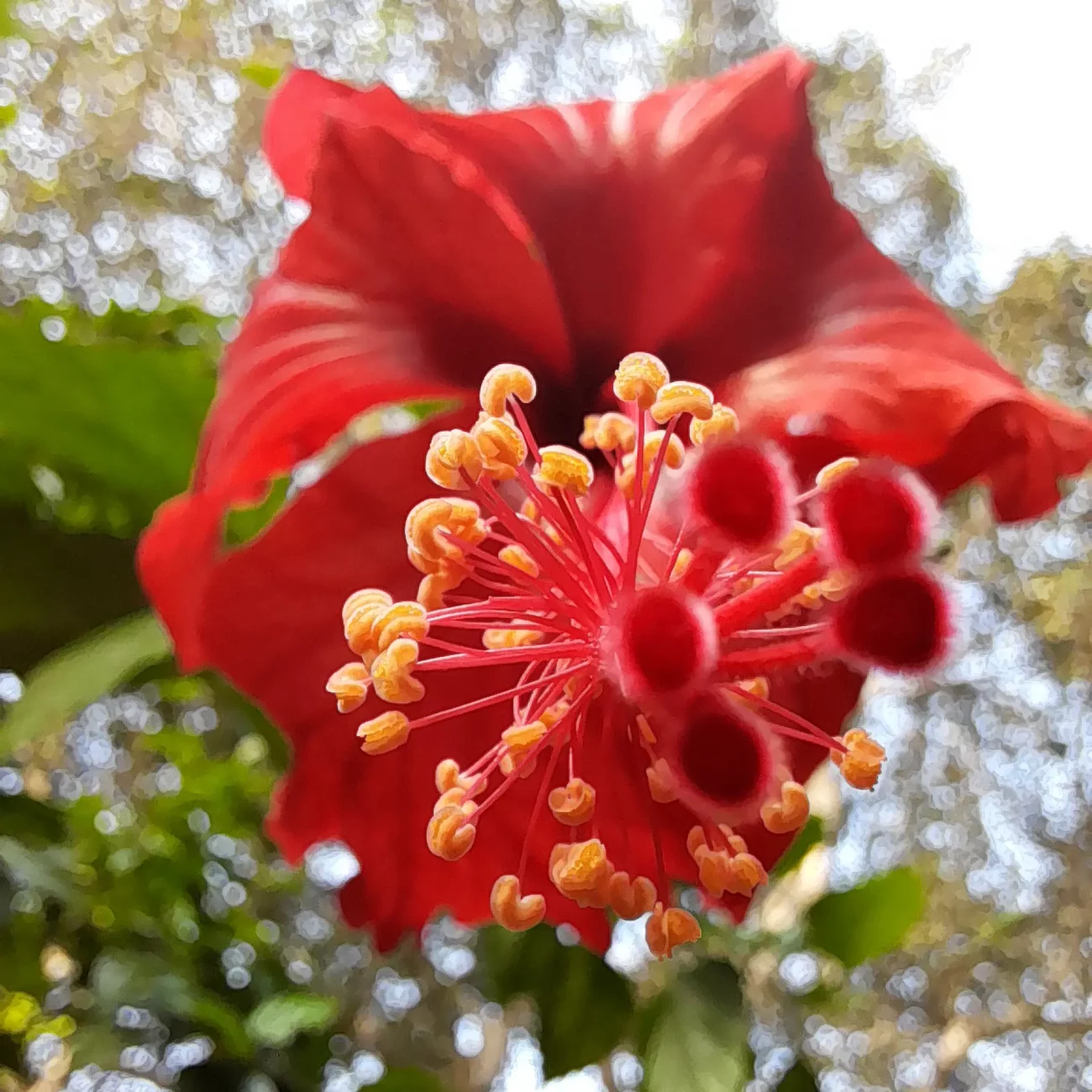hibiscus closeup
