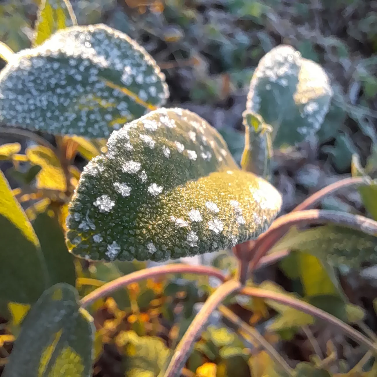 sauge hivernale